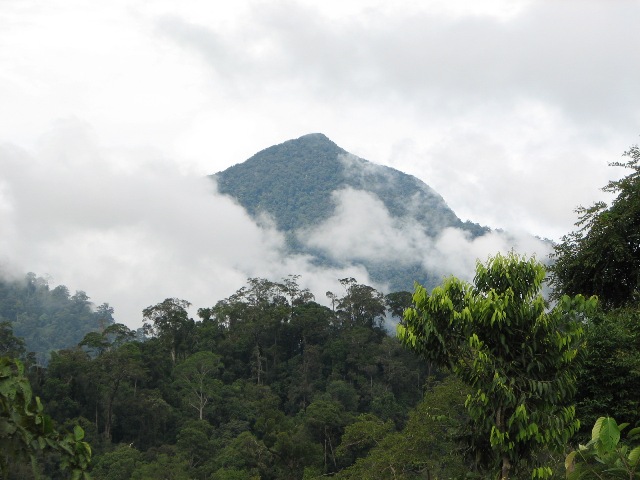 Sarawak Forest