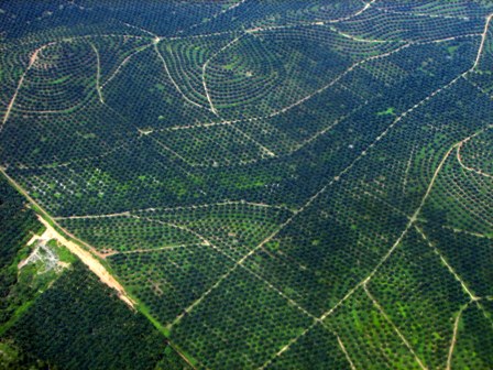 Sarawak Forest