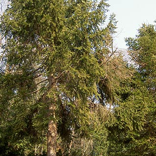 森林の見える木材ガイド 樹種詳細 ドイツトウヒ オウシュウトウヒ ホワイトウッド